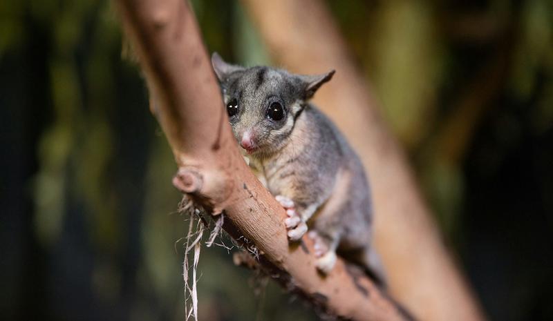 Decades of searching and a chance discovery: why finding Leadbeater’s possum in NSW is such big news