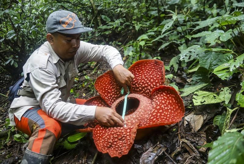 These plants smell like rotten meat — Now we know how they do it