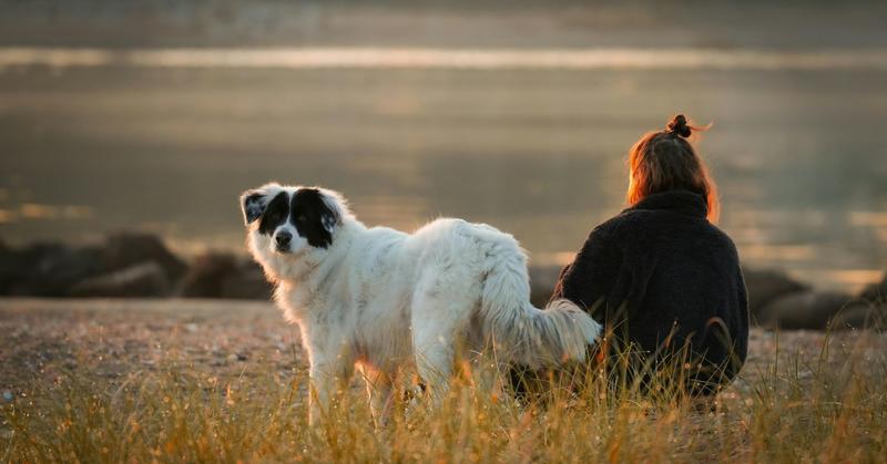 How Animals Heal Us and Nurture Kinder and Fairer Societies
