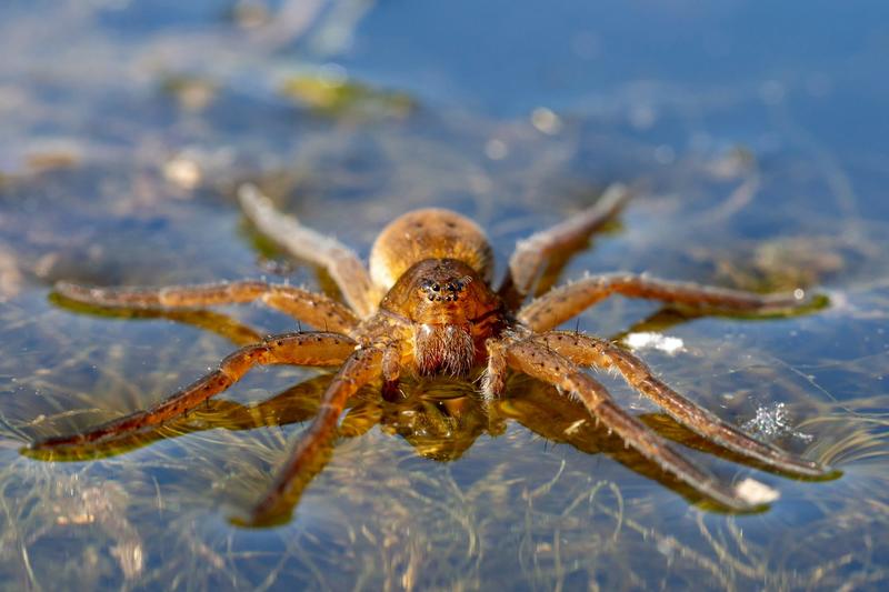 Curious Kids: can spiders swim?