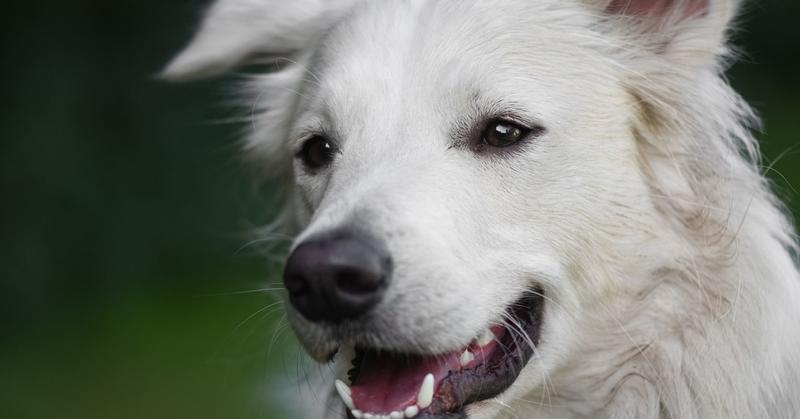 Struggling With Your Dog's Behavior? Don't Use Aversives