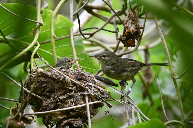 The chicks are alright: what songbirds can teach us about divorce and moving on