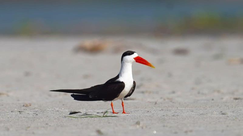 Opinion | The Riveting Story Of The Indian Skimmer’s Revival From The Brink Of Extinction