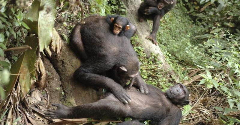 Social Currency: Insights from Chimpanzees