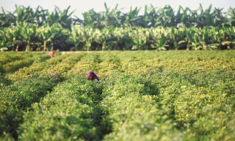 ‘Flawed’ govt policies cause sharp contraction in major crops