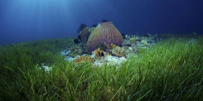 The Ocean Is Not Just a Carbon Sink