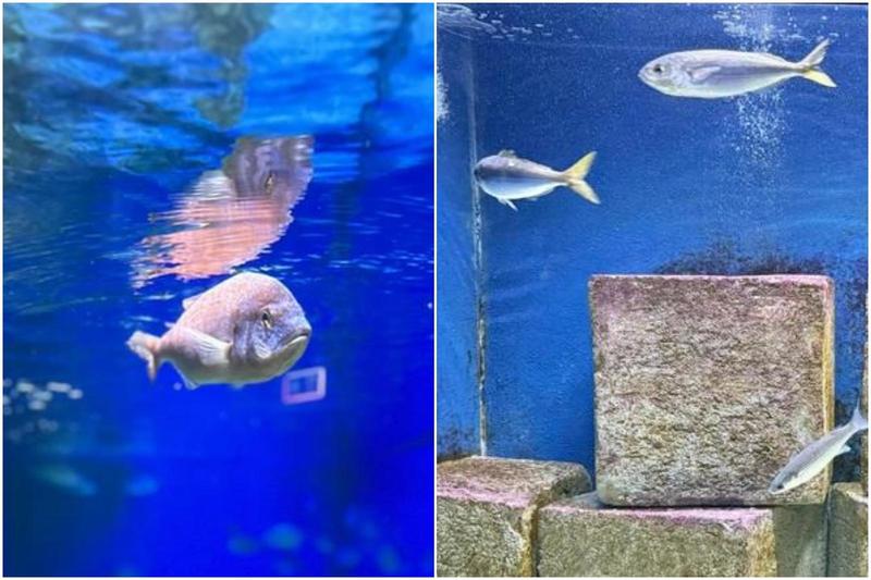 A Fano nasce l’acquario sulla storia naturale dell’Adriatico