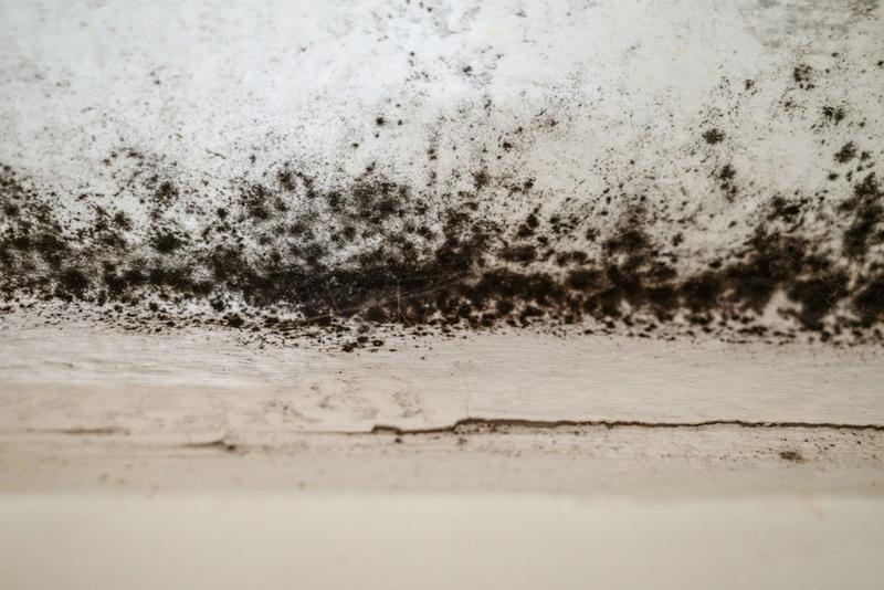 Is black mould really as bad for us as we think? A toxicologist explains