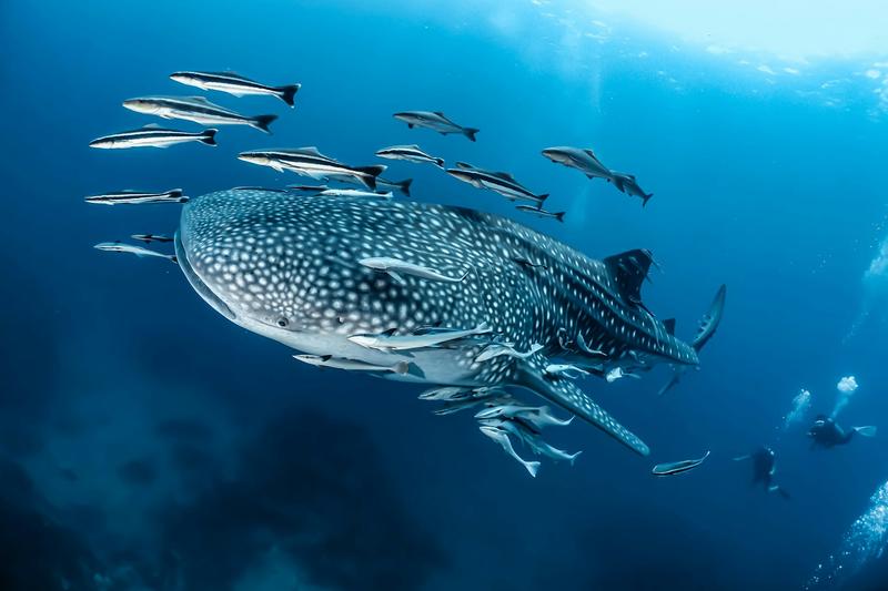 We tracked 13,000 giants of the ocean over 30 years, to uncover their hidden highways