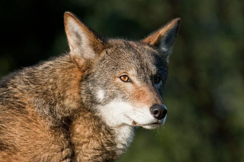 Beyond de-extinction and dire wolves, gene editing can help today’s endangered species