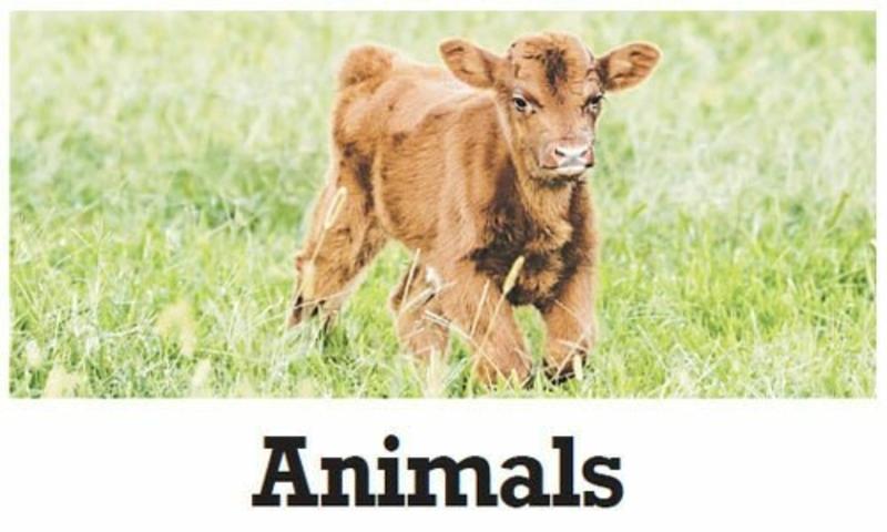 Animals