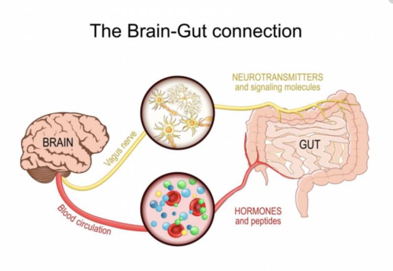 Dr Catherine Conlon: Why gut bacteria matter to mental health and how to keep them thriving