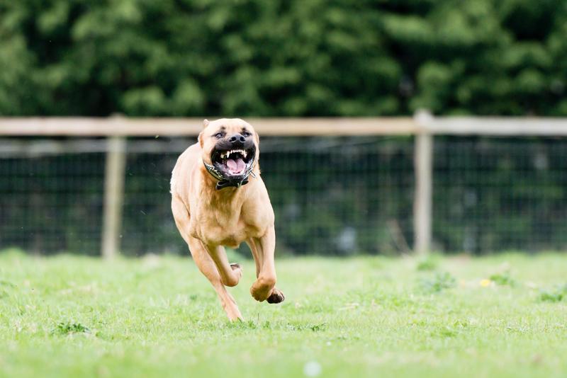 Morsa da un pitbull per difendere il proprio cagnolino: donna ferita