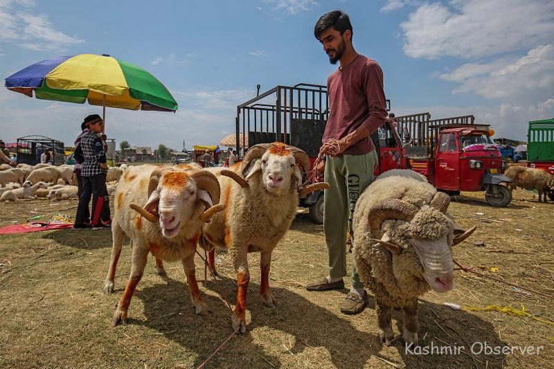 The Intention Is Everything: How Kashmir Marks Eid al-Azha