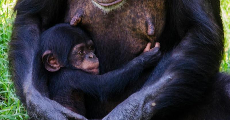 What Can We Learn From Chimpanzees?