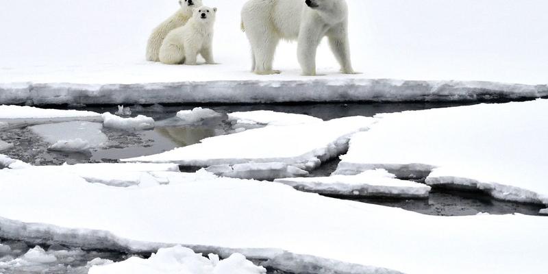 The Time Has Come to Establish the International Arctic Ocean Sanctuary