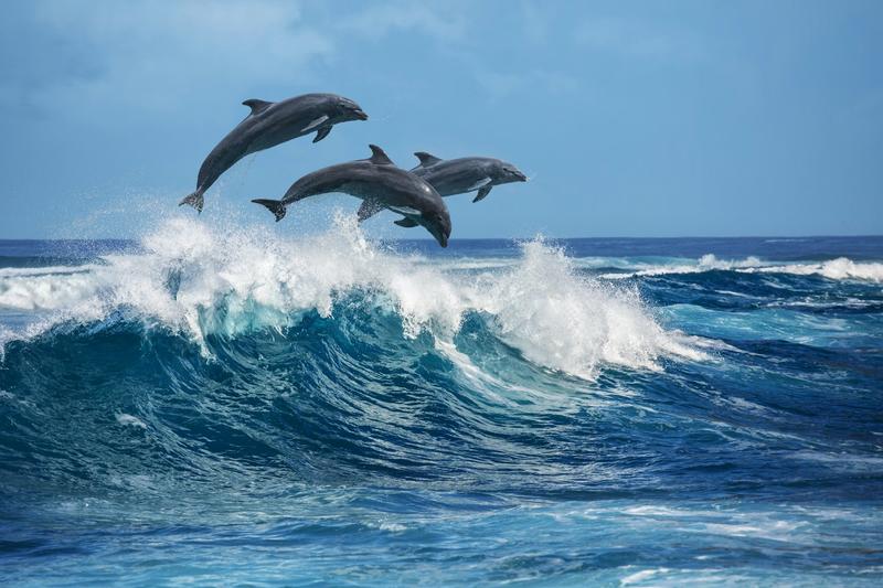 Curious Kids: Why do dolphins jump out of the water?