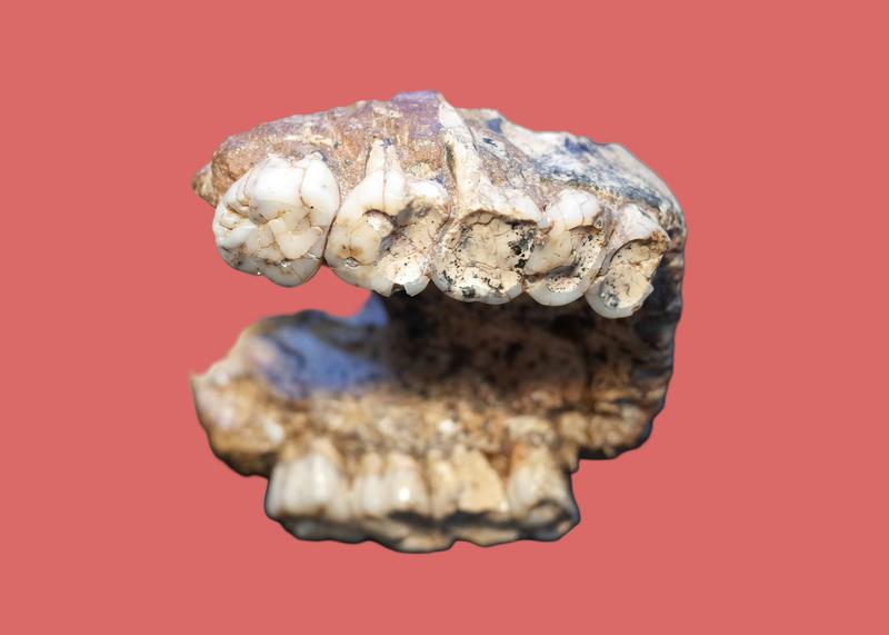 2-million -year-old pitted teeth from our ancient relatives reveal secrets about human evolution