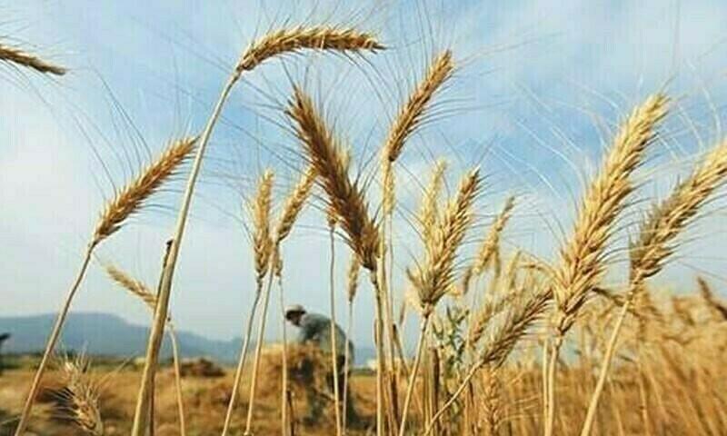 Substandard wheat flour sacks inflict Rs594bn loss, food ministry told
