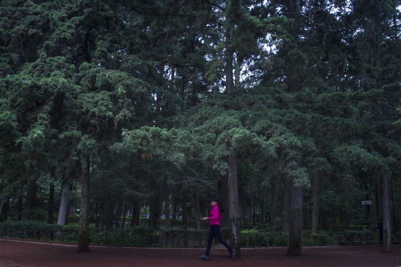 Bosques en buen estado