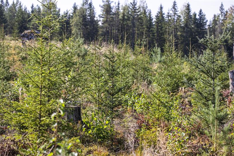 Metsä | Lukijalta: Teknisiä hiilinieluja tarvitaan hiilidioksidin hyötykäytön rinnalle