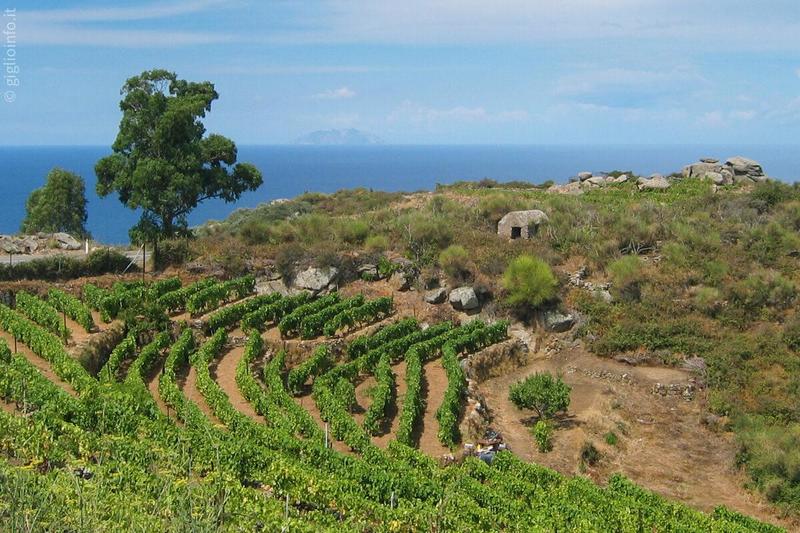 Magie isolane, il Giglio è sempre più terra da vite: crescono etichette e produttori