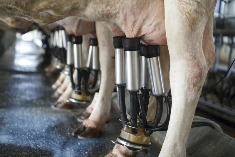 As livestock numbers grow, wild animal populations plummet. Giving all creatures a better future will take a major rethink
