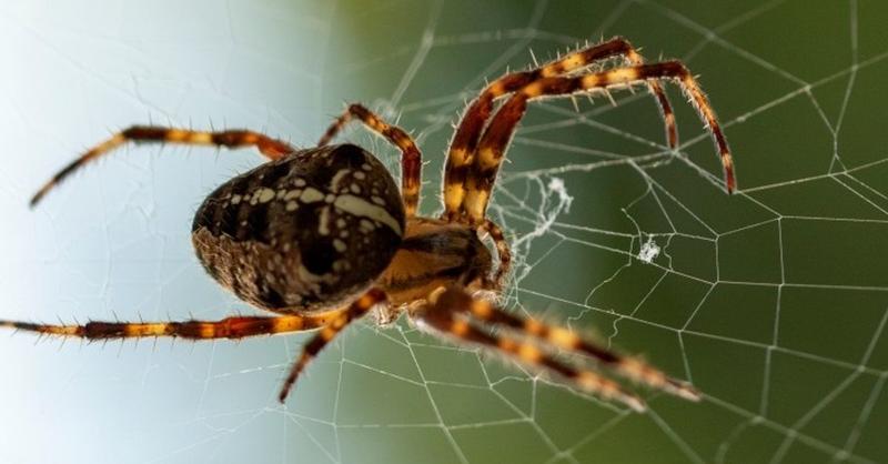 Son las redes sociales, guardería de adultos con cerebros desamueblados