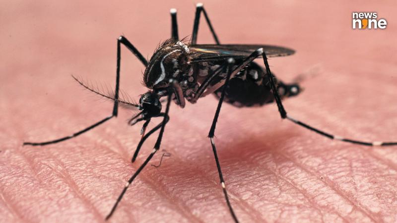 Scientists develop mosquito STD to combat malaria