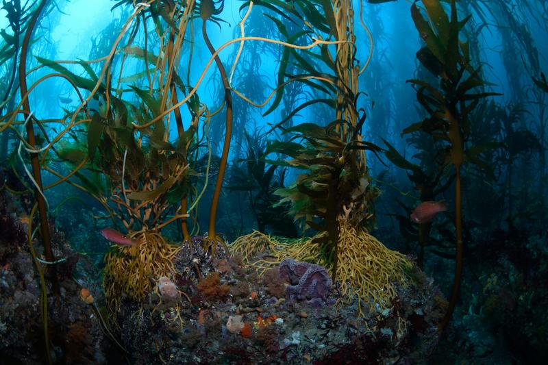 Australia’s government is pledging better protection for our vulnerable seas – but will it work?