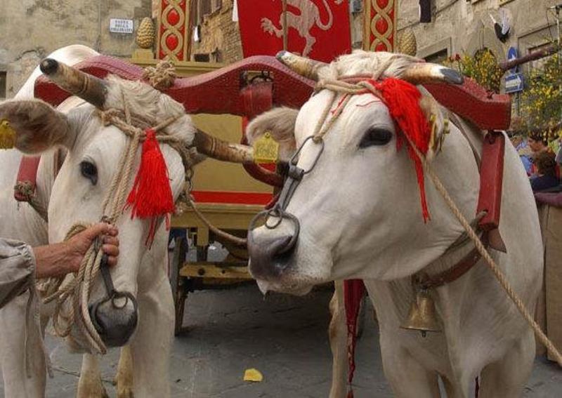 Matera, buoi sulla folla alla festa di Accettura: 5 feriti, uno è grave