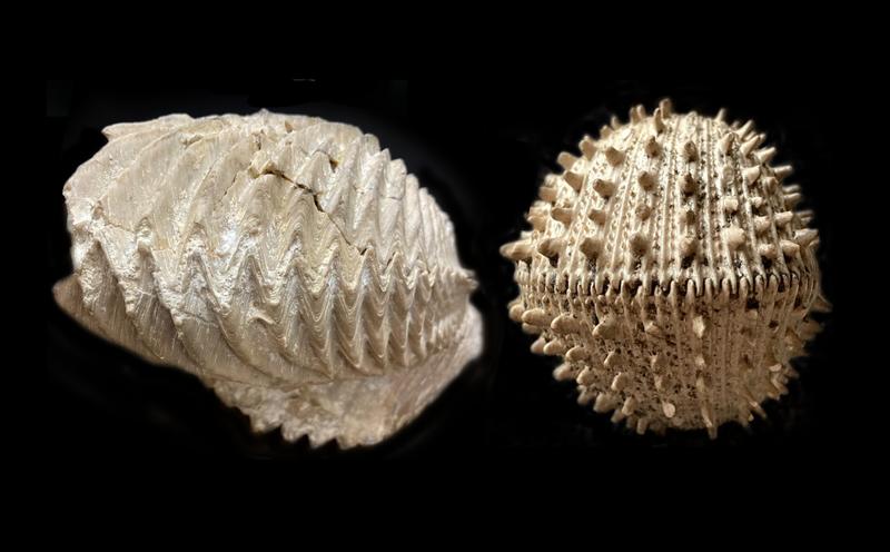 Ancient fossils show how the last mass extinction forever scrambled the ocean’s biodiversity