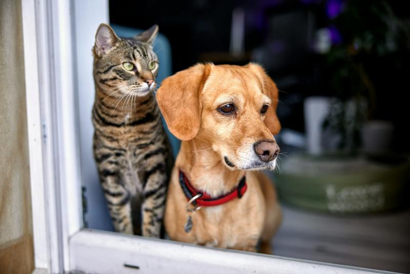 Family law changes will better protect domestic violence victims – and their pets