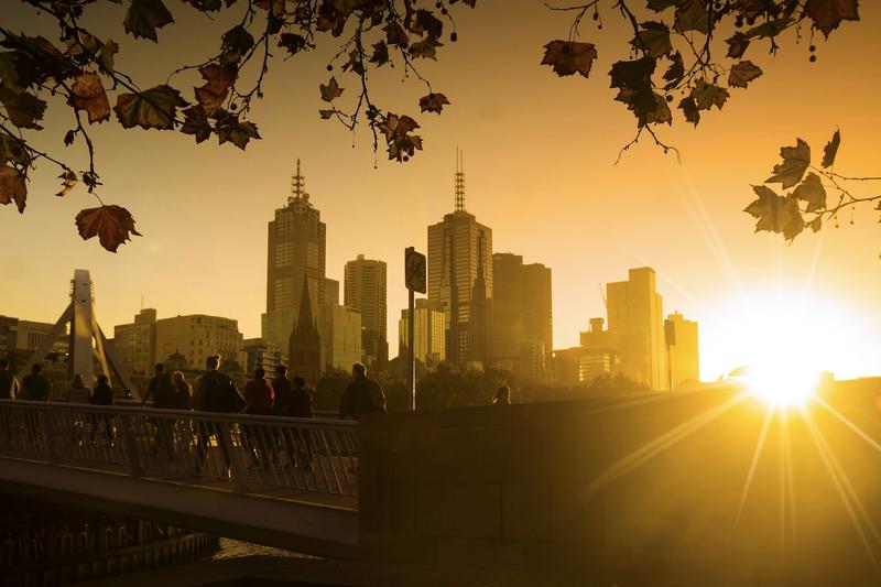 Jacaranda, black locust and London plane: common street trees show surprising resilience to growing heat in Australia