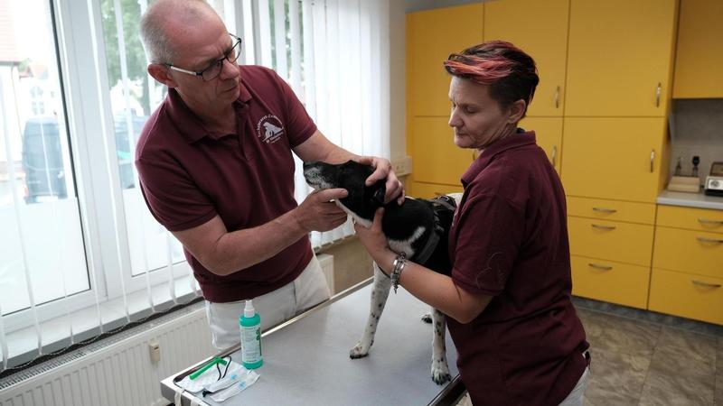 Exotische Patienten: Erfurter Klinik kümmert sich auch um Kamele mit Herzproblemen