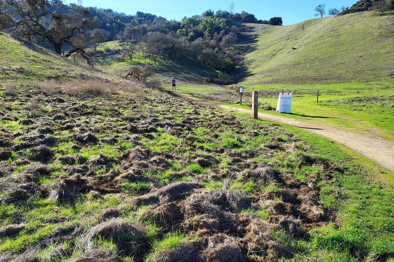 A surprising wild animal is terrorizing some Bay Area residents