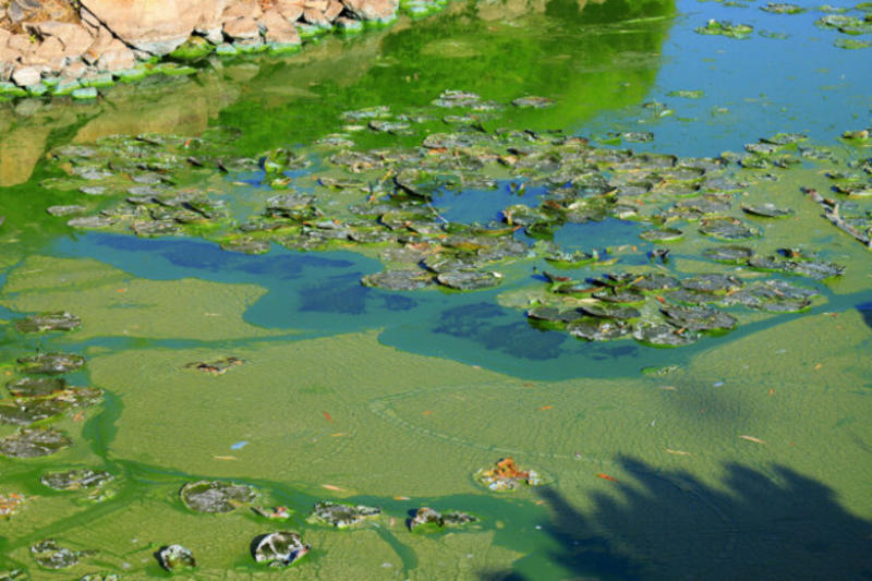 Ecocide series: It's only a matter of time before Algal Blooms impact our water supply