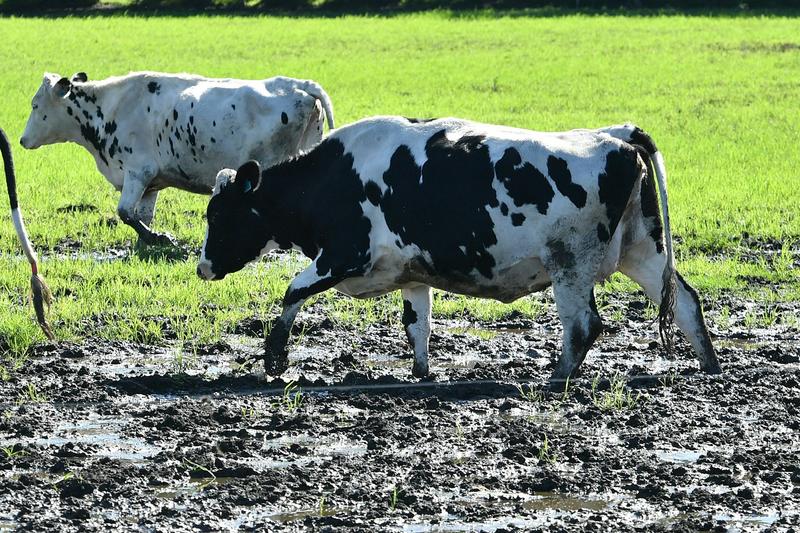 Extreme weather could send milk prices soaring, deepening challenges for the dairy industry