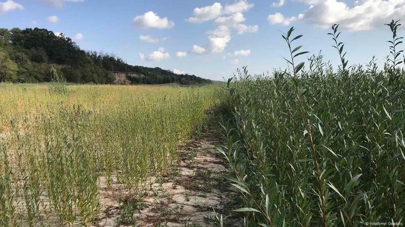 Nature returns to Ukraine's ravaged Kakhovka Dam landscape