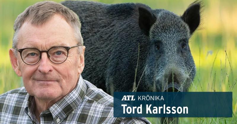 ”Förlorade i år i kampen mot vildsvinen”