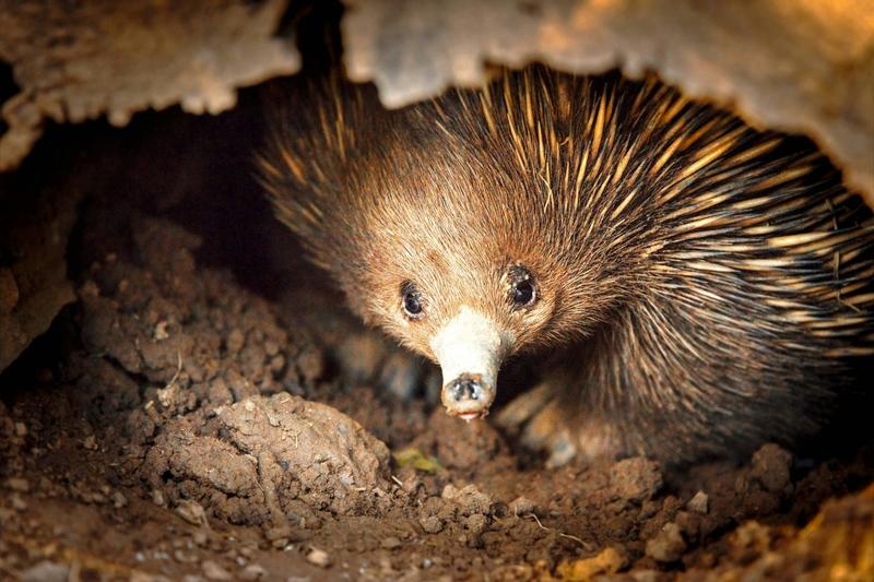 In most mammals, one gene determines sex. But 100 million years ago, platypuses and echidnas went their own way
