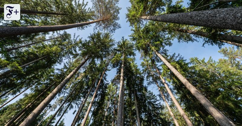 Dem Wald ist mit Wildnis nicht gedient