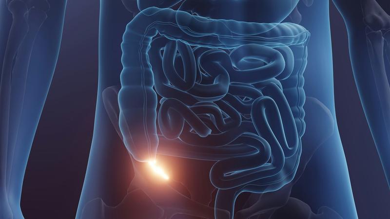 Why the appendix is much more important than we once thought