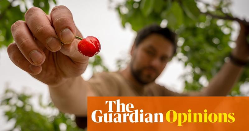 Who could deny a hot, tired delivery driver the fruit from their cherry tree?