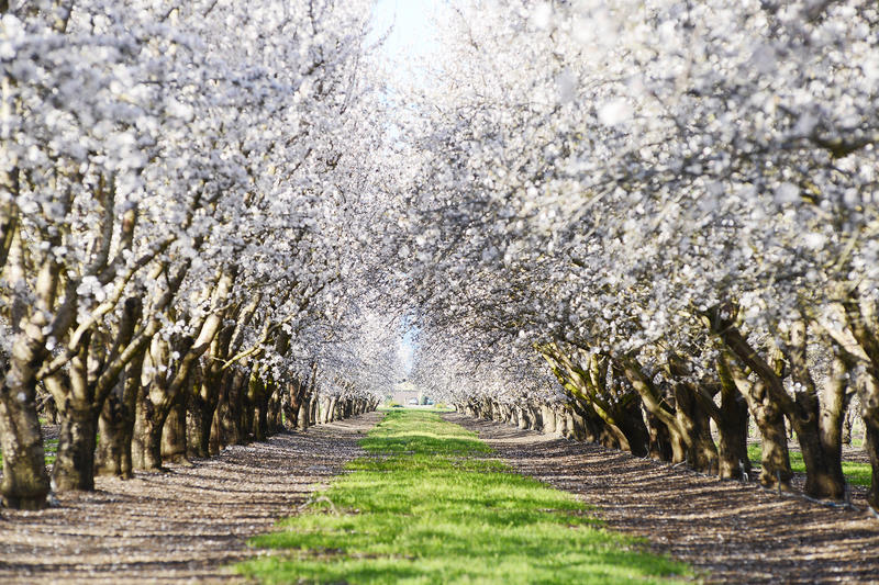 World's largest almond company to close historic 53-acre Northern Calif. plant