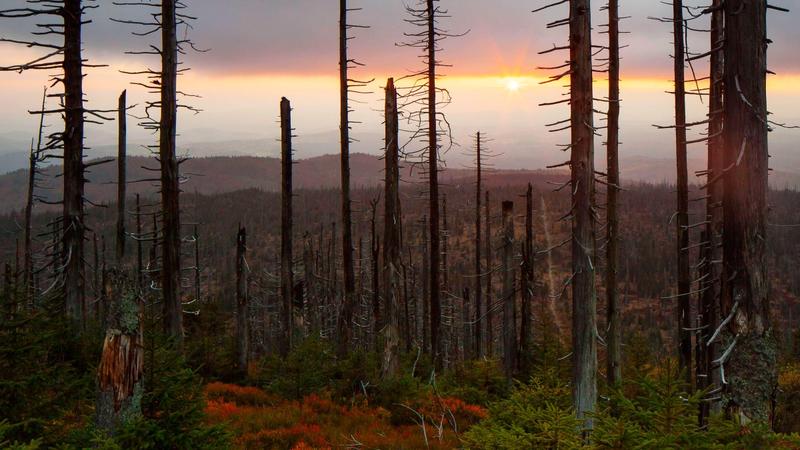 Waldzustandsbericht 2024: Die Tage der Fichten sind gezählt