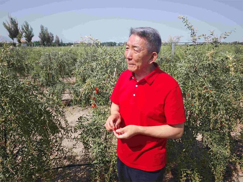 Industria del Goji en Ningxia, revitalización rural en China (+Fotos)