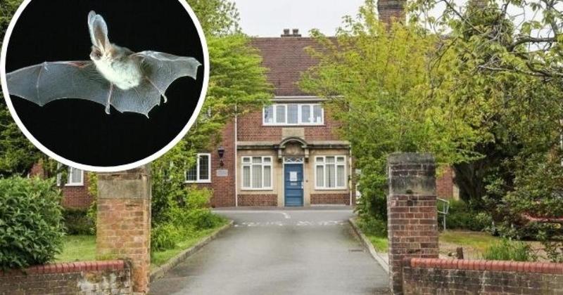 Bid to bulldoze former police station faces objections... and one roosting bat