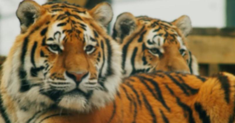 Norfolk born tiger departs for Denmark