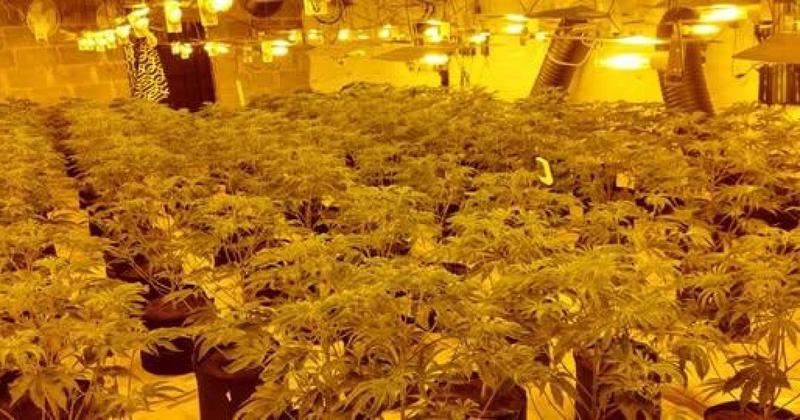 Illegal immigrants caught 'gardening' at remote Norfolk cannabis farm